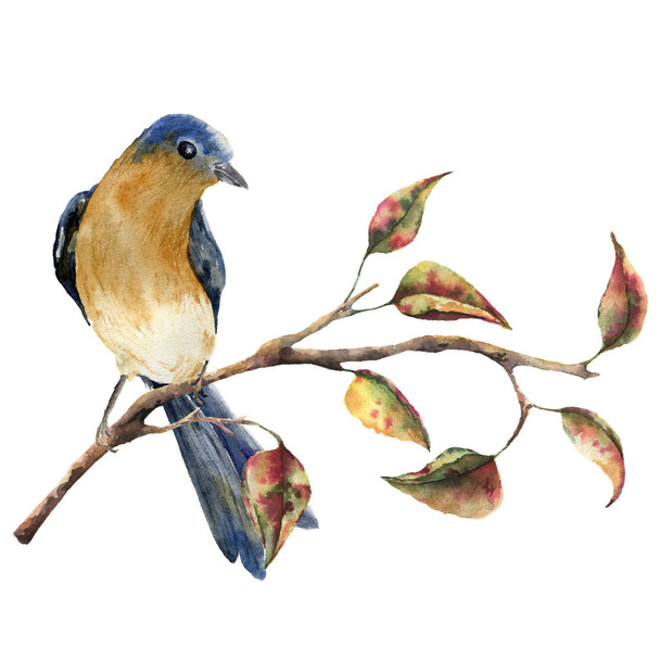 Watercolor robin redbreast sitting on tree branch with red and yellow leaves. Autumn illustration with bird and fall leaves isolated on white background. Nature print for design. - Photo, Image