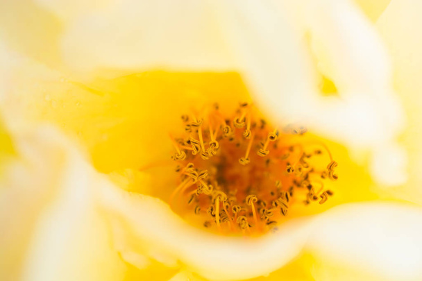 美しいバラの花のクローズ アップ表示 - 写真・画像