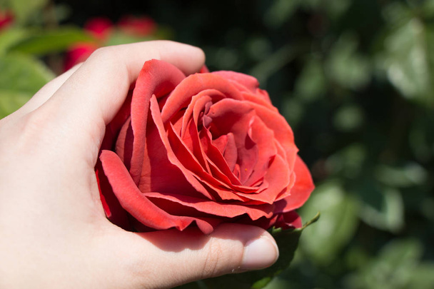 Hermosa flor de rosa de colores en la mano - Foto, Imagen