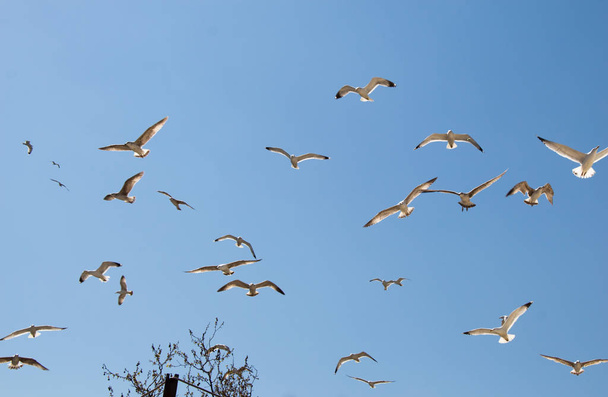 空を飛ぶカモメの群れ - 写真・画像