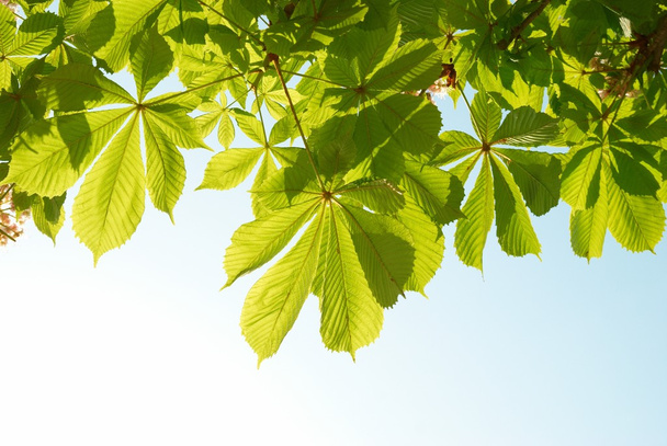 Green chestnut leaves - Foto, Imagem