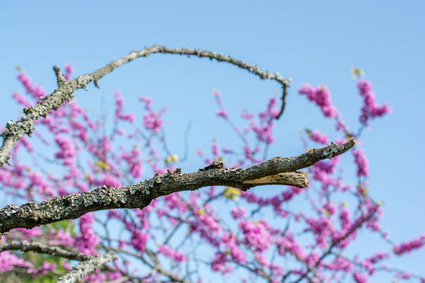 Ağaçlar ilkbaharda çiçek çiçek - Fotoğraf, Görsel
