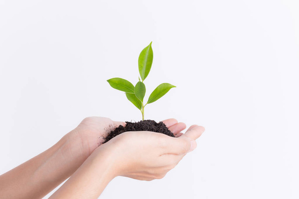 Hands holding seedling on white background,Ecology concept - Foto, afbeelding