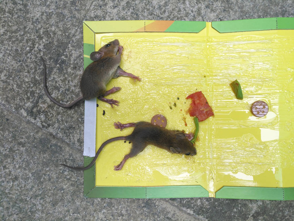 Mäuse, die auf einem Aufkleber oder Fänger mit Ködern kleben - Foto, Bild