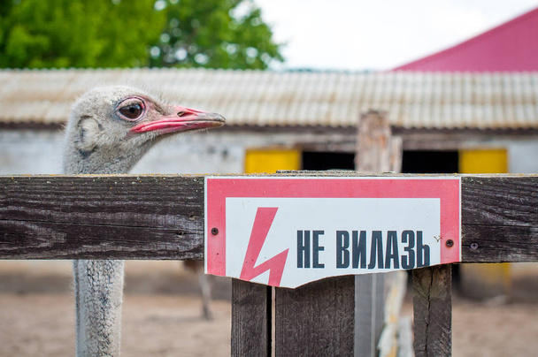 Struisvogel achter het hek. Poster met de inscriptie doen niet klimmen. Trieste blik van een vogel in gevangenschap. - Foto, afbeelding
