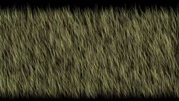 4 k zöld fű mező növény éjjel, ökológia füves legelő gyepterület háttér - Felvétel, videó
