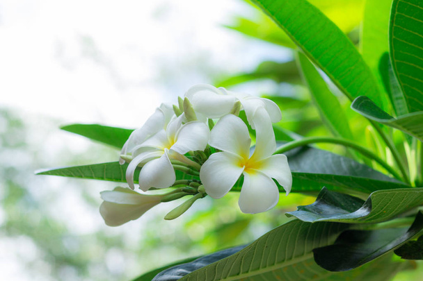 witte plumeria bloemen - Foto, afbeelding