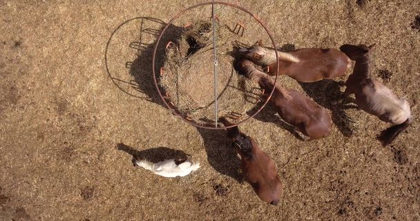 Grupa koni jedzenie siana w suchych pól na słoneczny letni dzień, widok od góry - Zdjęcie, obraz