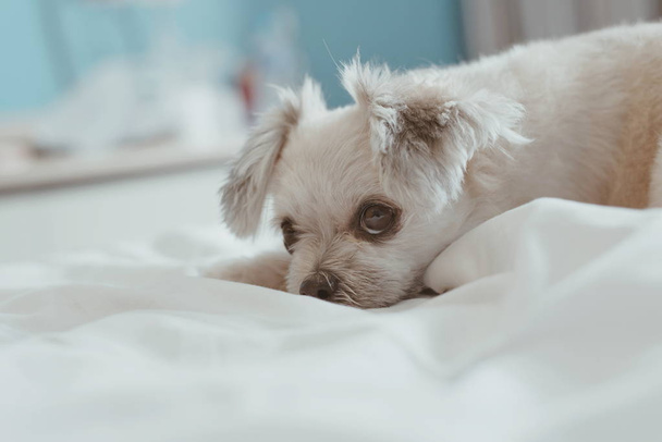 Dulce perro sueño se encuentra en una cama de velo blanco
 - Foto, imagen