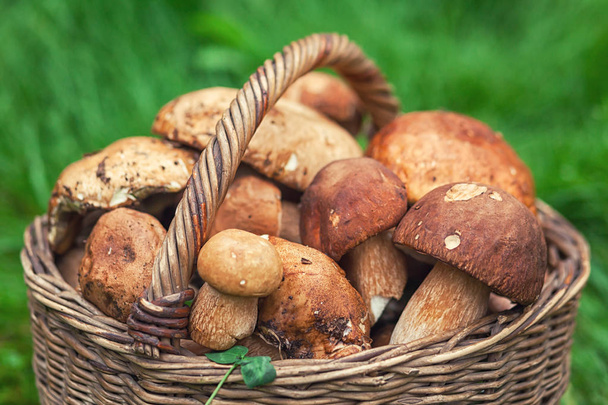 basket with white mushrooms - Foto, Imagen