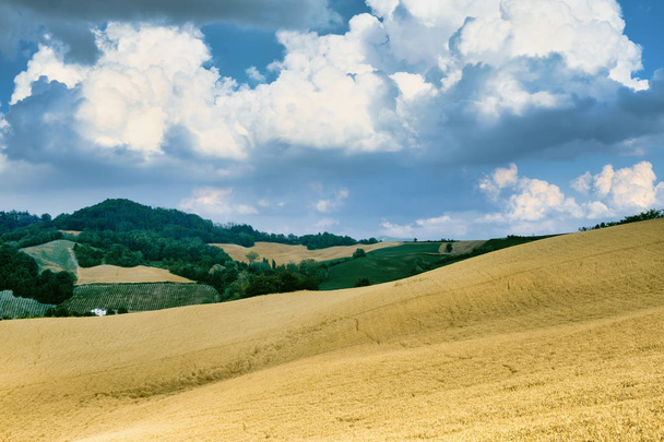 Oltrepo Pavese (Italia), paisaje rural en verano
 - Foto, Imagen