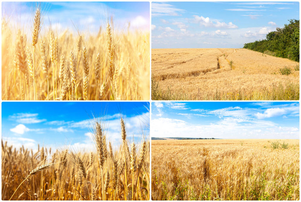 Gold reif Weizen blauer Himmel Hintergrund. Winterweizenfeld in Nahaufnahme im Sonnenlicht, geringe Schärfentiefe. Landwirtschaft, Agronomie und Landwirtschaft. Erntekonzept. - Foto, Bild