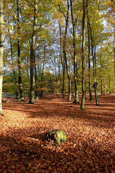 Beautiful colorful forest in Poland in autumn - Фото, зображення