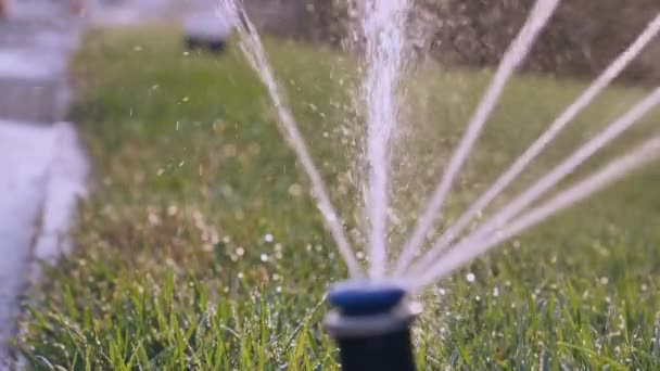 Automatische Bewässerung von Gras - Filmmaterial, Video