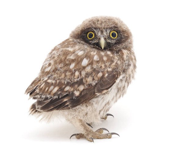 Little owl isolated. - Foto, Imagen