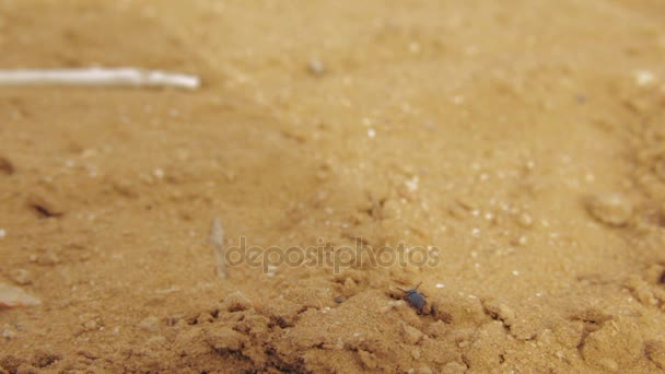 Cinemagraph έρημο σκαθαριού που στέκεται πάνω σε ένα σωρό από στεγνή άμμο και σιγά-σιγά κινείται κεραίες της - Πλάνα, βίντεο