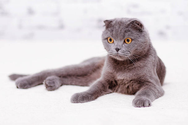 Portrait grey cat breed of Scottish Fold lop-eared. - Foto, immagini