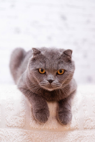 Portrait grey cat breed of Scottish Fold lop-eared. - Фото, зображення