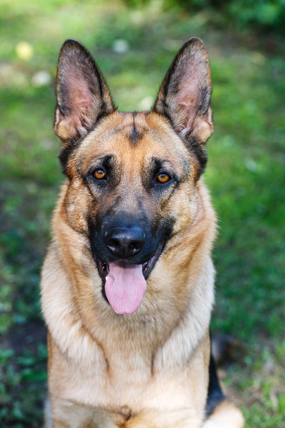 Nahaufnahme Porträt eines erwachsenen Schäferhundes mit kurzen Haaren - Foto, Bild