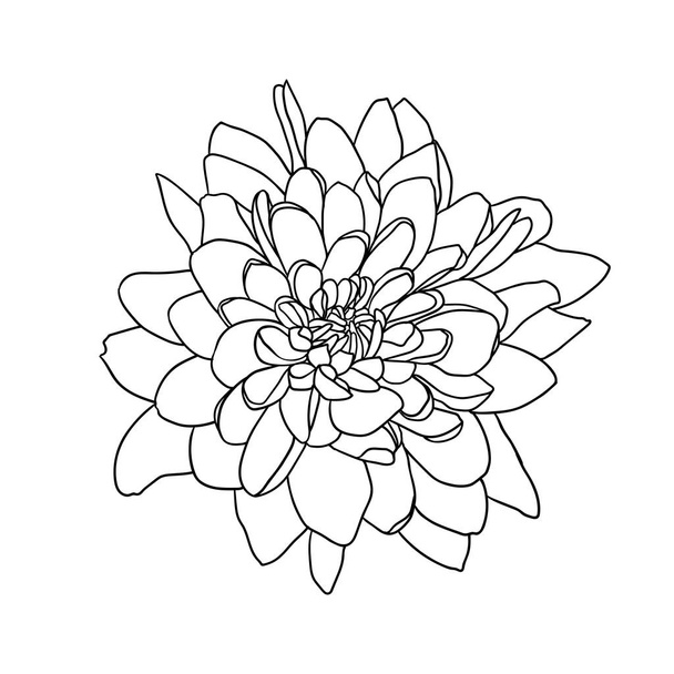 Linear vector hand drawn chrysanthemum flower - Vector, Image