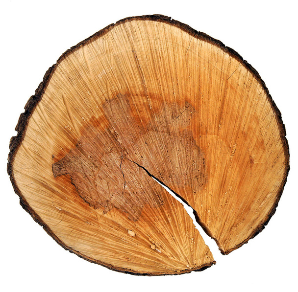 Przekrój poprzeczny pnia drzewa gruszy - Zdjęcie, obraz