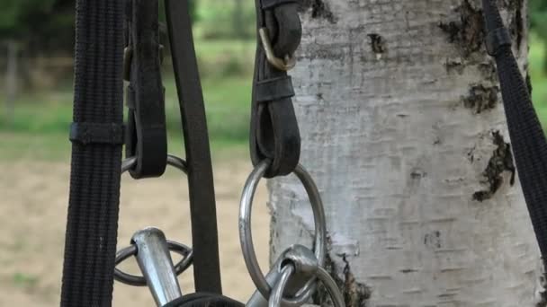 Horse bit and bridle hanging outside a horses stable. Horse bit hanging outside a horses stable. Horse riding accessories and supplies. - Footage, Video