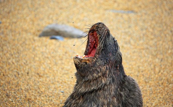 Deniz aslanı profilinde çığlık - Fotoğraf, Görsel