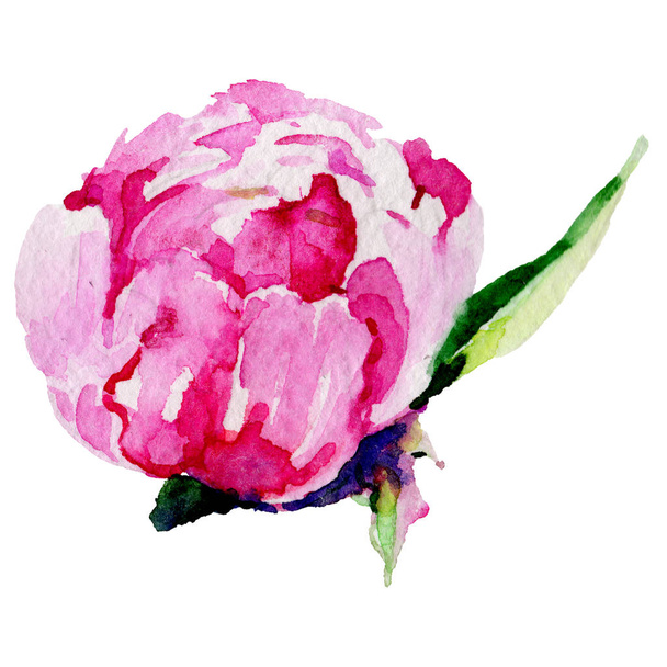 Wildflower peony flower in a watercolor style isolated. - Zdjęcie, obraz