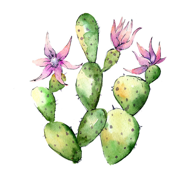 Wildflower cactuses flower in a watercolor style isolated. - Foto, immagini