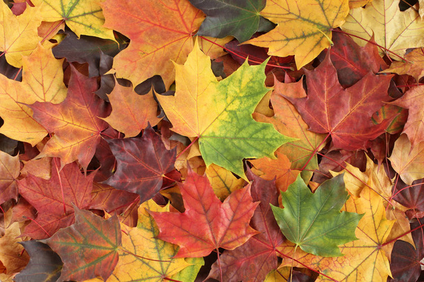 Fondo otoñal - hojas secas de arce amarillo, verde, naranja, púrpura y rojo
 - Foto, imagen