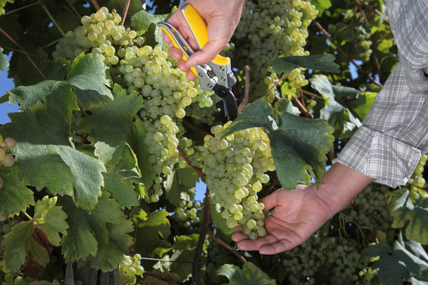 vendimia manos corte uvas blancas de las vides de cerca
 - Foto, Imagen
