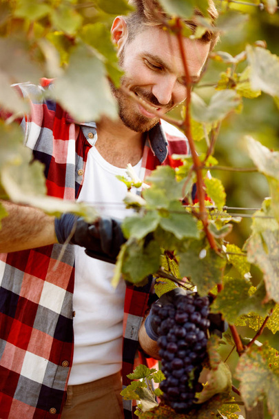 grape harvest in autumn at vineyard - Zdjęcie, obraz