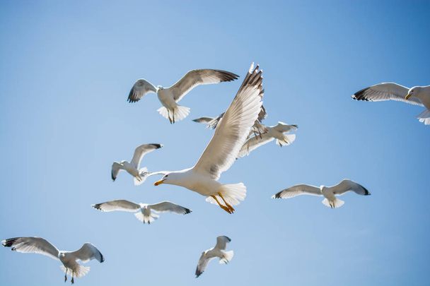 Rebanho de gaivotas a patinar no céu - Foto, Imagem