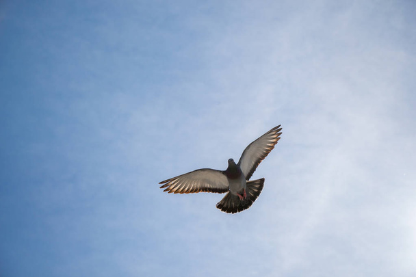 Enkele duiven vliegen in de lucht  - Foto, afbeelding