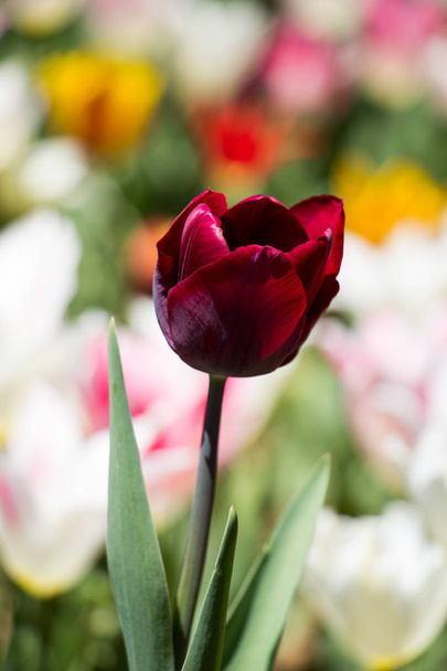 Single  Tulip Flower in Spring Season - Fotografie, Obrázek