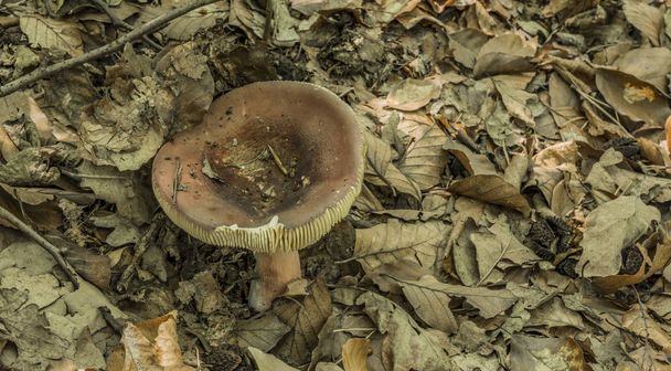 Fungo di Russula in foresta di foglia
 - Foto, immagini