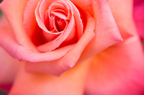 Hermosa flor de rosa de colores en vista de cerca
 - Foto, Imagen