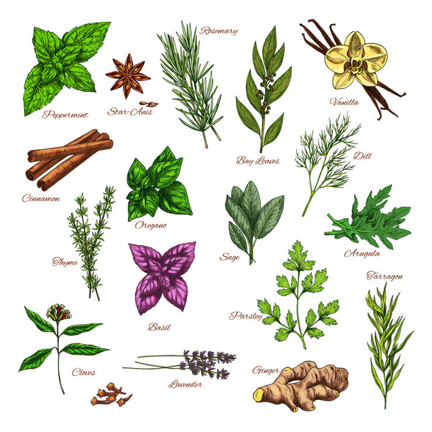 Culinary herb and spice sketch for food design - Vector, Image