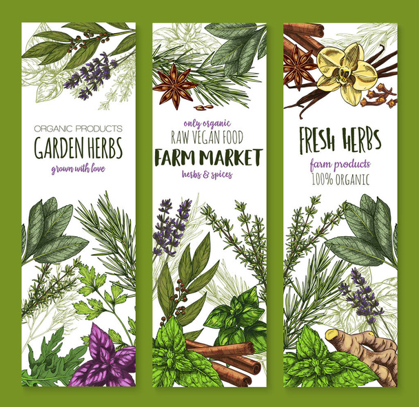 Bannière de croquis d'herbes et d'épices, nourriture fraîche de jardin
 - Vecteur, image