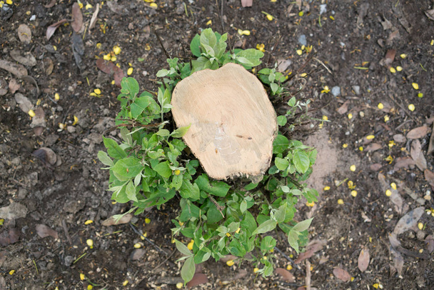 Mladá rostlina rostoucí na mrtvý strom - Fotografie, Obrázek