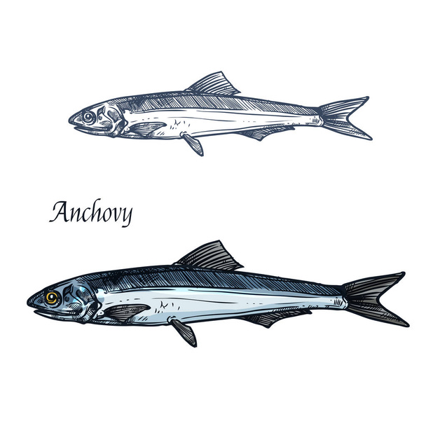 Анчоусова риба ізольований ескіз для дизайну морепродуктів
 - Вектор, зображення