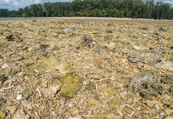  Photographie de fragments de corail. À la plage de Nai Yang, parc national Sirinath
  - Photo, image