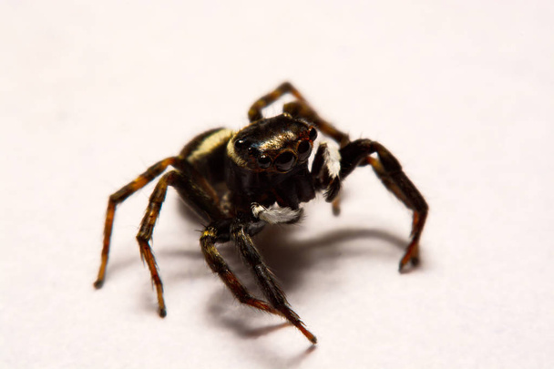 umping Spider over White background - Photo, Image