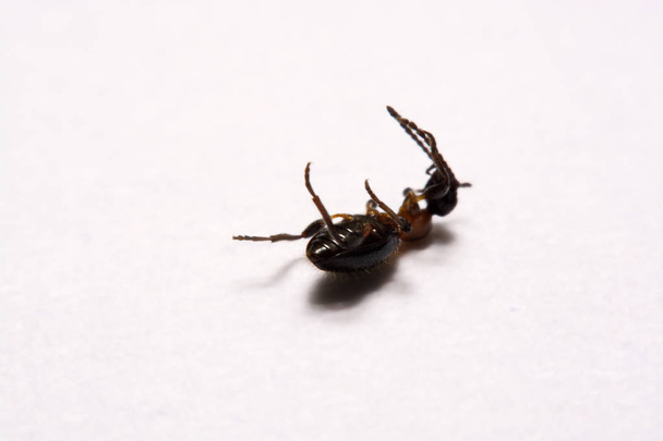 Formica (Formica rufa) formiche foto su sfondo bianco
 - Foto, immagini