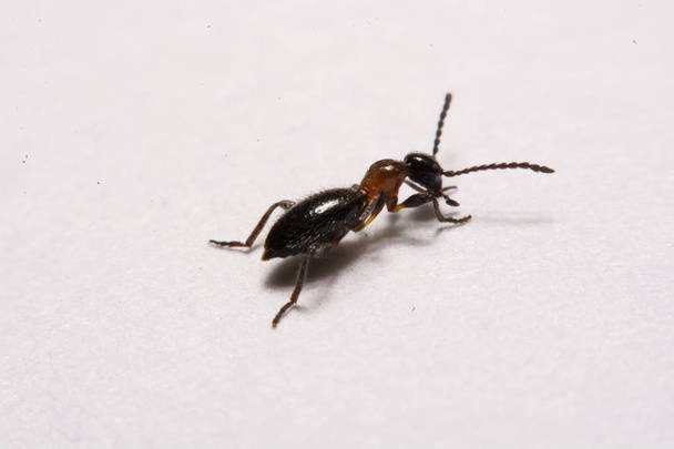 Formiga (Formica rufa) foto formigas em um fundo branco
 - Foto, Imagem
