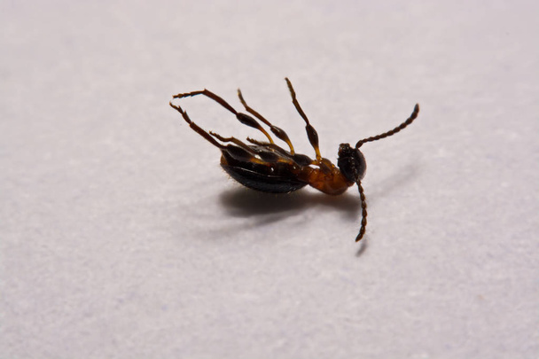 hormiga (Formica rufa) foto hormigas sobre fondo blanco
 - Foto, imagen