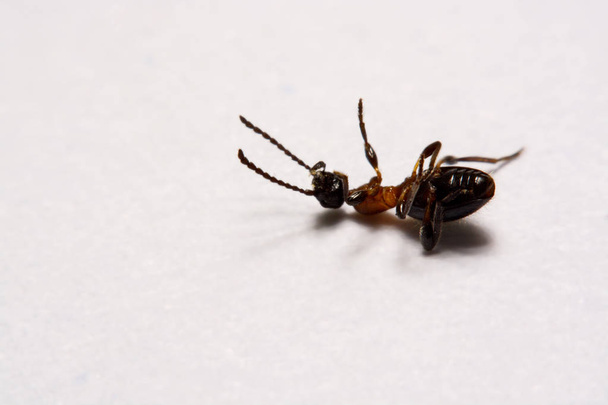 Fourmi (Formica rufa) photo fourmis sur un fond blanc
 - Photo, image