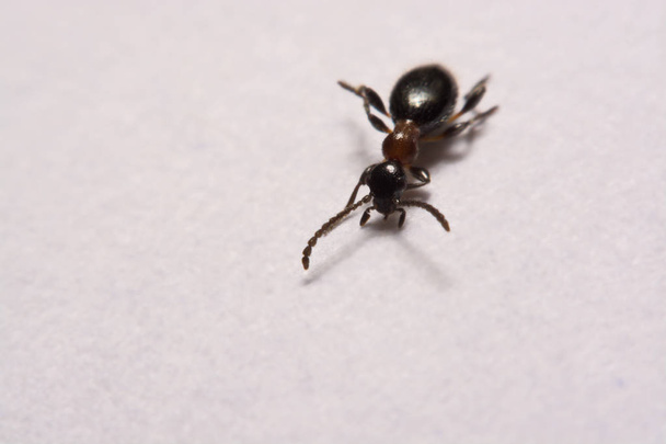 Formica (Formica rufa) formiche foto su sfondo bianco
 - Foto, immagini