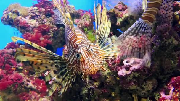 Kırmızı lionfish (Pterois volitans) aile Scorpaenidae, zehirli mercan resif balık Scorpaeniformes sipariş. Kırmızı lionfish beyaz çizgili kırmızı, kahverengi, kahverengi çizgiler ile dönüşümlü olarak bürünmüş. - Video, Çekim