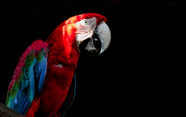 Macaw isolado em fundo preto
 - Foto, Imagem